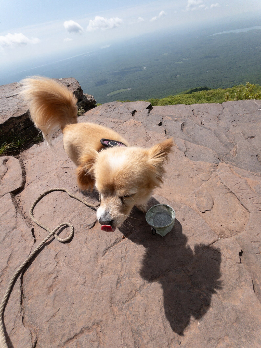 Ultralight Dog Bowl